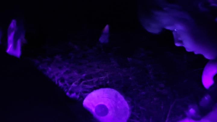 UV